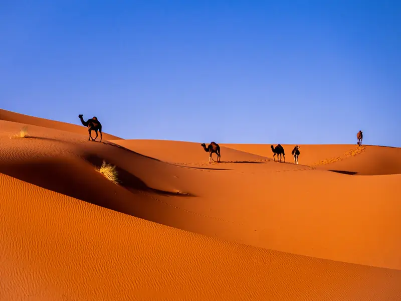 Cammelli sulle dune arancioni del deserto di Merzouga